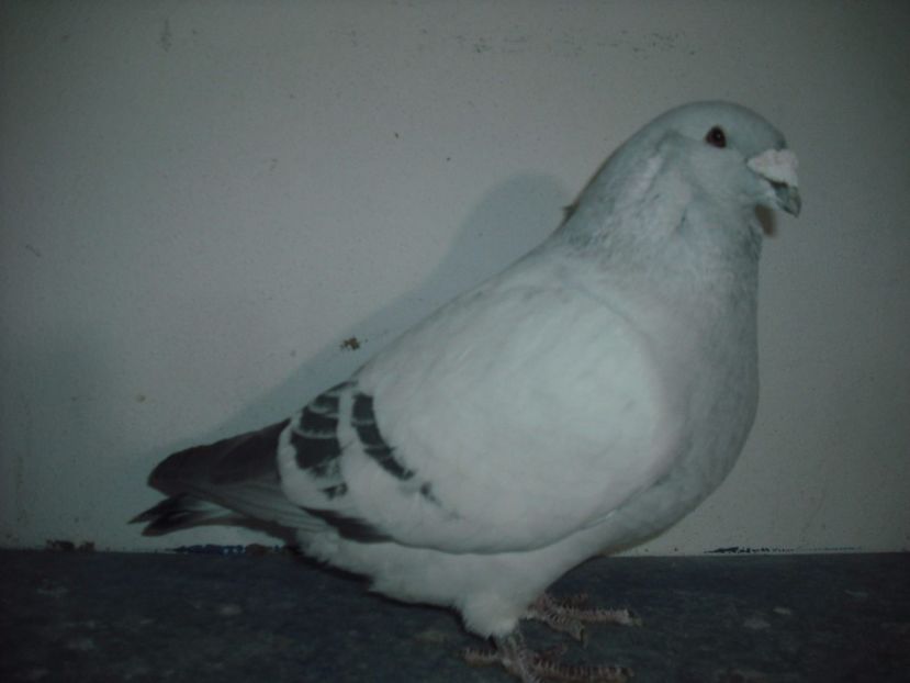 638-14 - Masculi 2017