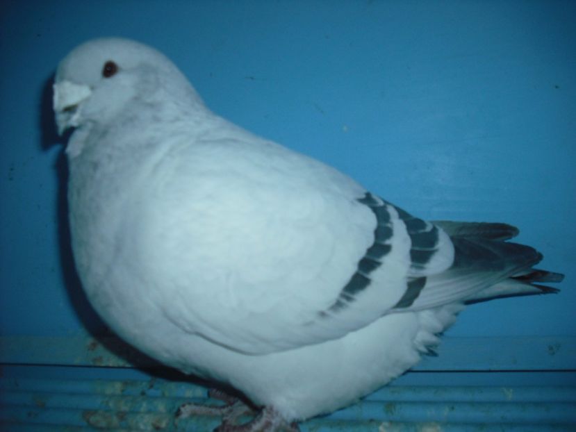 664-14 - Masculi 2017