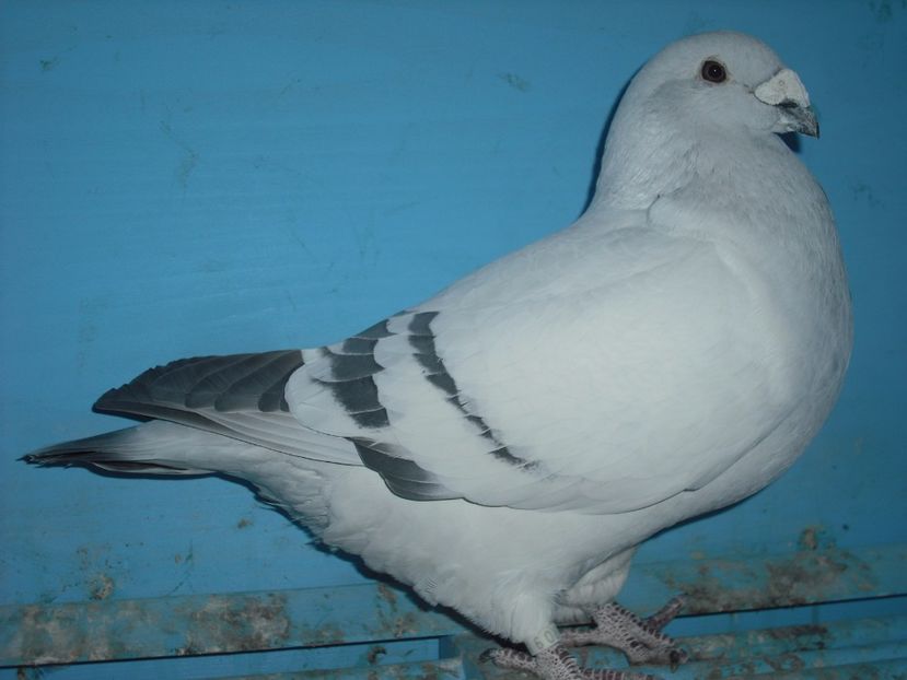 7110-15 - Masculi 2017