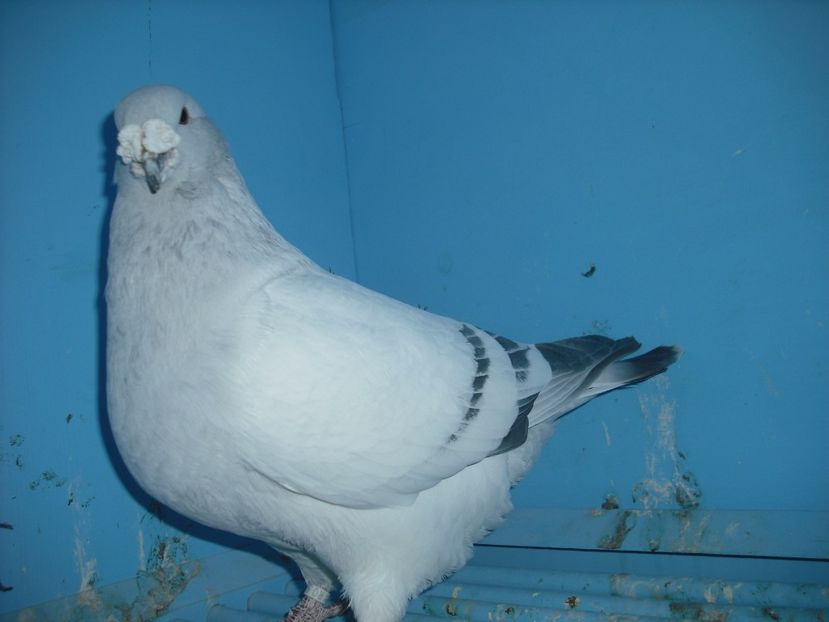 7168-15 - Masculi 2017