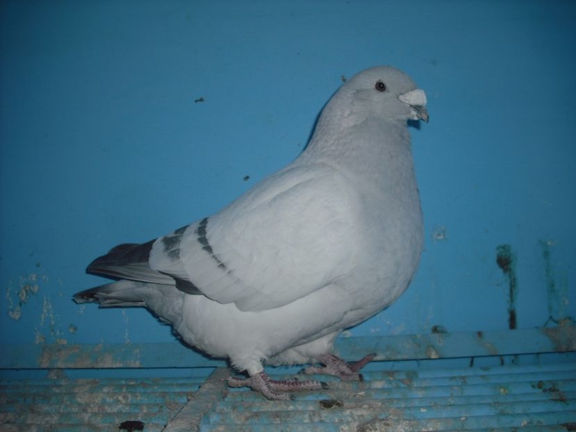 7170-15 - Masculi 2017