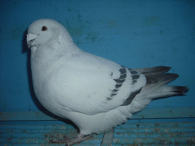 2503-16 - Masculi 2017