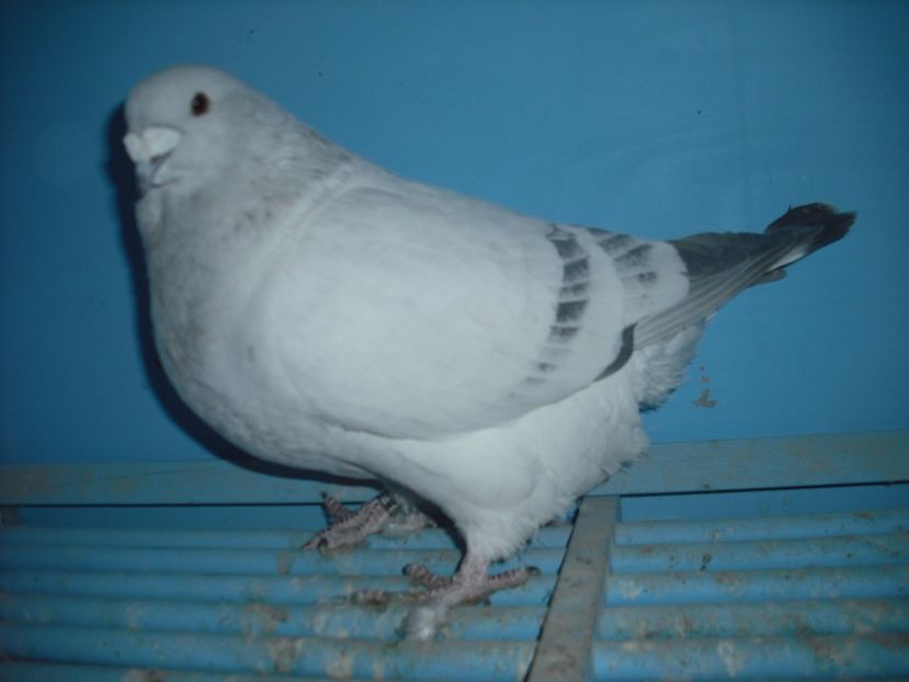 2555-16 - Masculi 2017