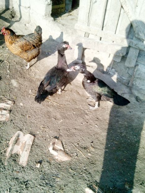  - Rate mute matca 2017