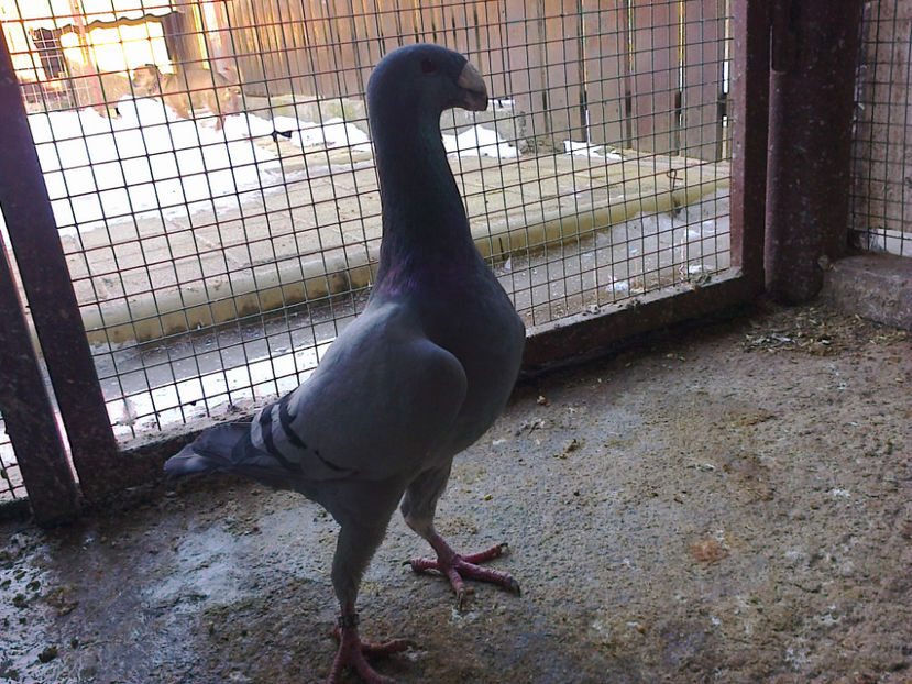 MASCUL 2016 - ACHIZITII 2016