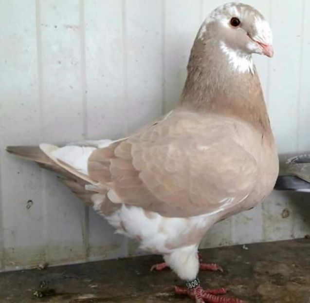 F  2016 - AMERICAN MATCA   2017