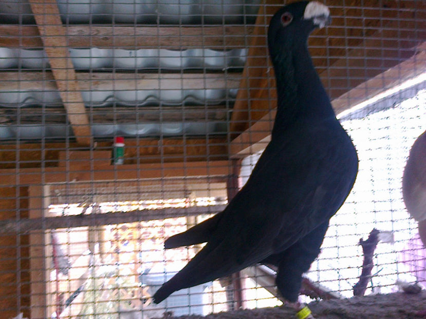 MASCUL 2011 GERMANIA - ACHIZITII 2016