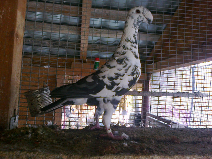 FATA 2015 - ACHIZITII 2016