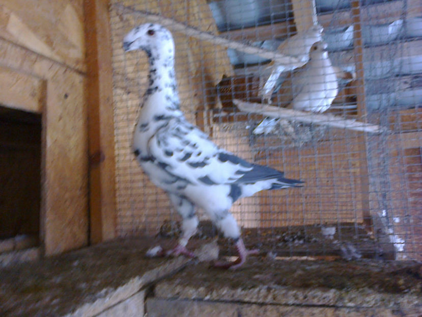 Fotografie11830 - ACHIZITII 2016