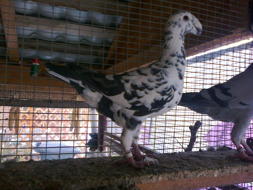 Fotografie11828 - ACHIZITII 2016