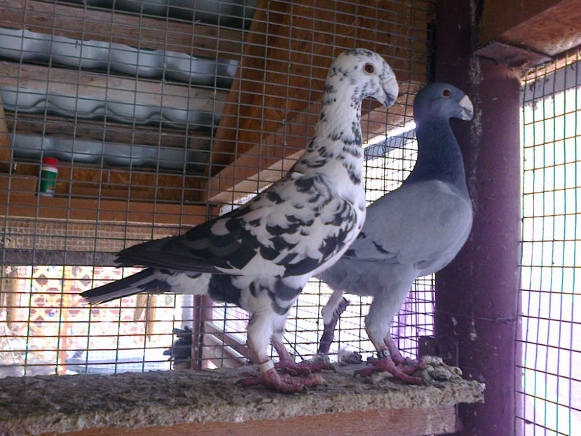 Fotografie11824 - ACHIZITII 2016