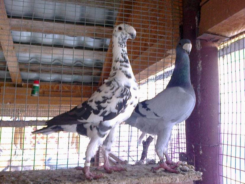 f 2015   si  m 2016 - ACHIZITII 2016