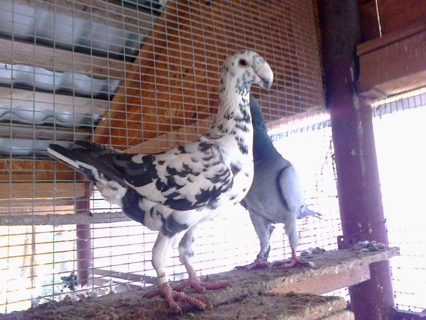 Fotografie11822 - ACHIZITII 2016