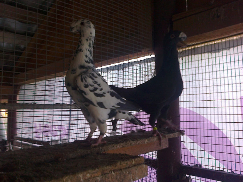 PERECHE - ACHIZITII 2016