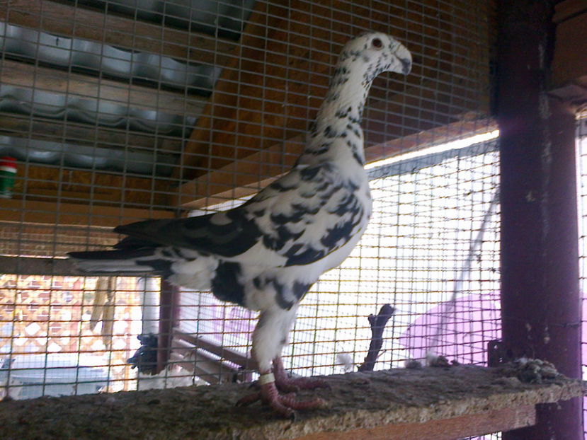 Fotografie11811 - ACHIZITII 2016