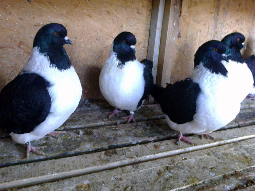 Fotografie11889 - A STRASER 2017