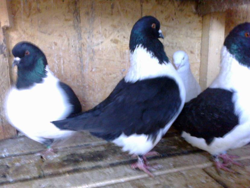 Fotografie11888 - A STRASER 2017