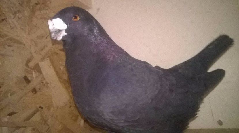  - Amercani matca 2017