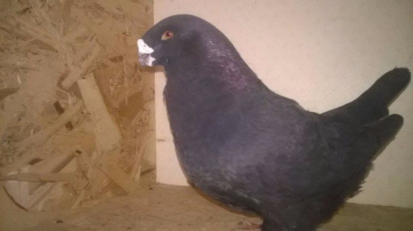  - Amercani matca 2017