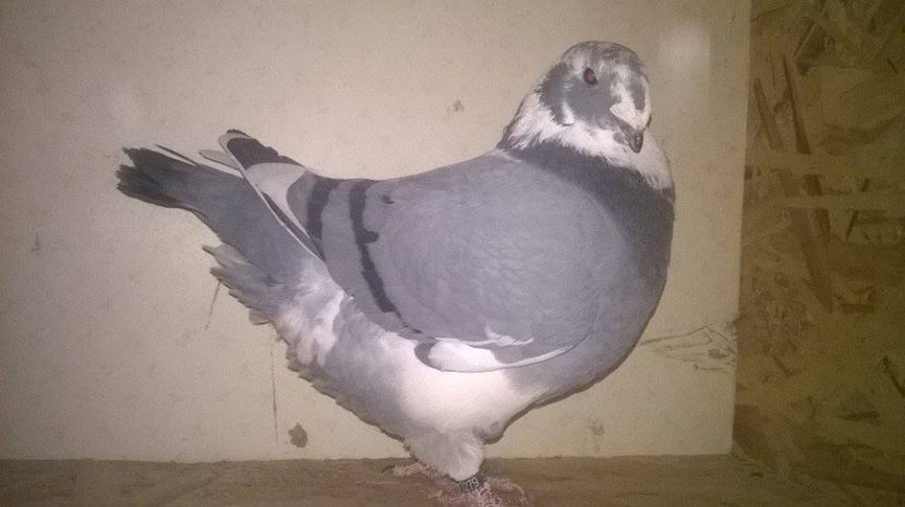  - AMERICANI GIANT HOMER 2017