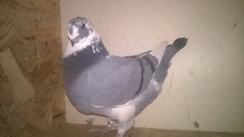  - AMERICANI GIANT HOMER 2017