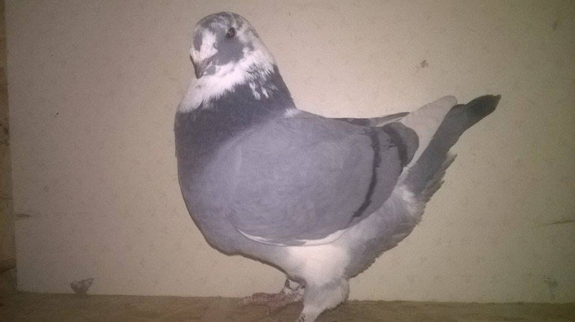  - AMERICANI GIANT HOMER 2017