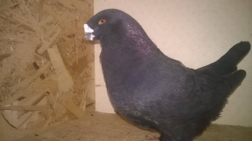  - AMERICANI GIANT HOMER 2017