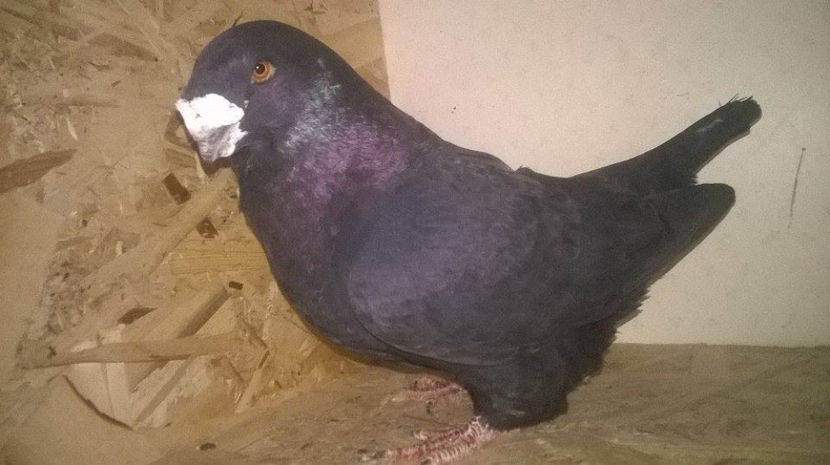  - AMERICANI GIANT HOMER 2017