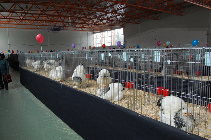  - 94 expo breaza 2010