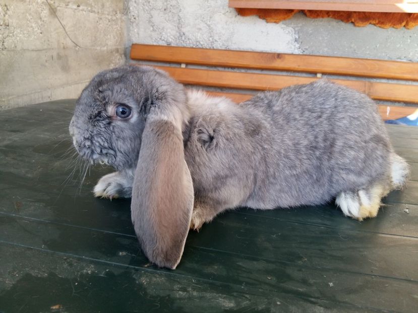 masc - xPentru - danut14