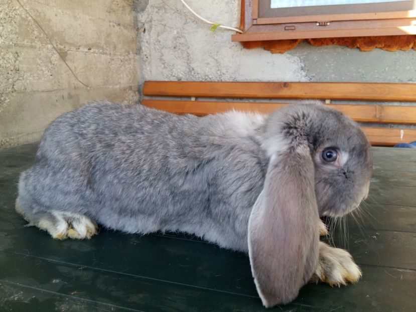 masc - xPentru - danut14