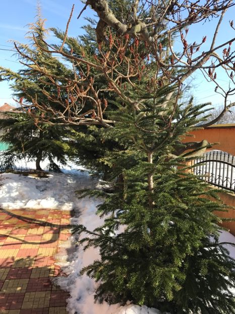  - GRADINA NOASTRA