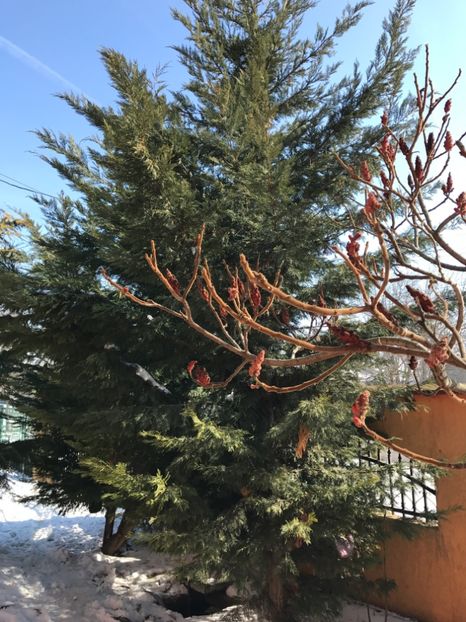  - GRADINA NOASTRA