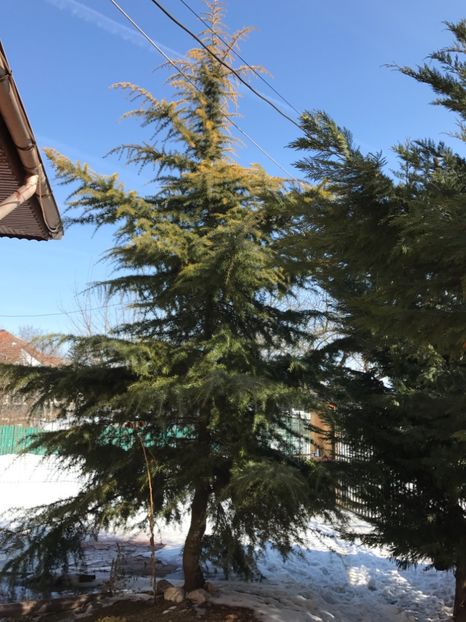  - GRADINA NOASTRA