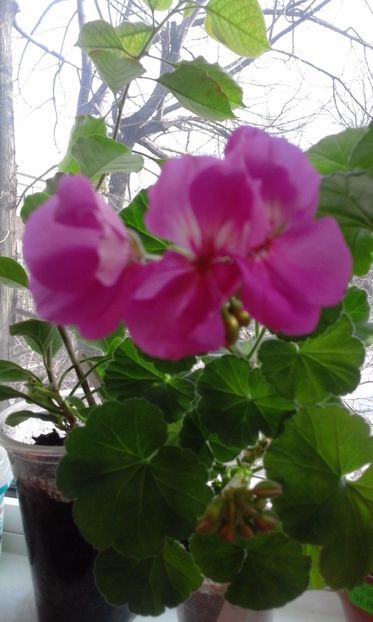 Blue Wonder - Flori 2017