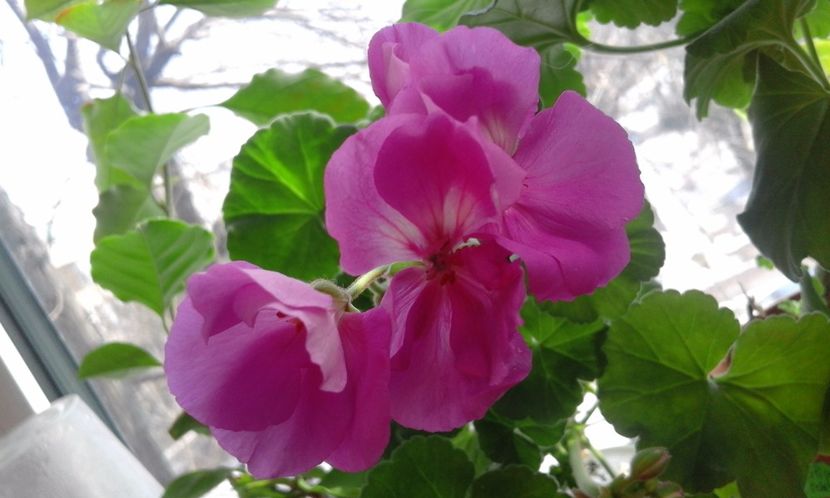 Blue Wonder - Flori 2017