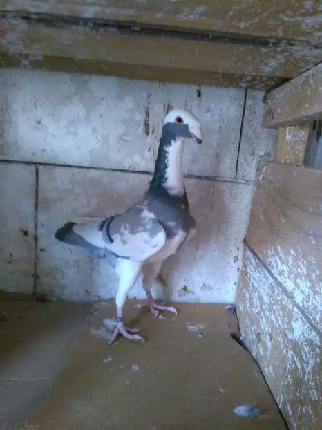 F.2016 - De vanzare 2017