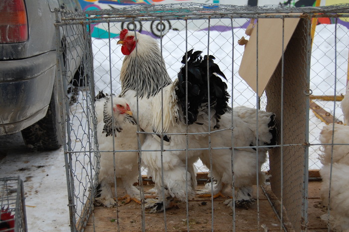  - 94 expo breaza 2010