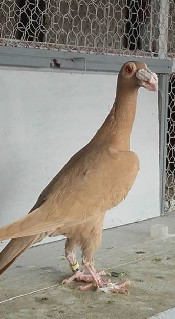 pui iunie - Carrier 2017 matca