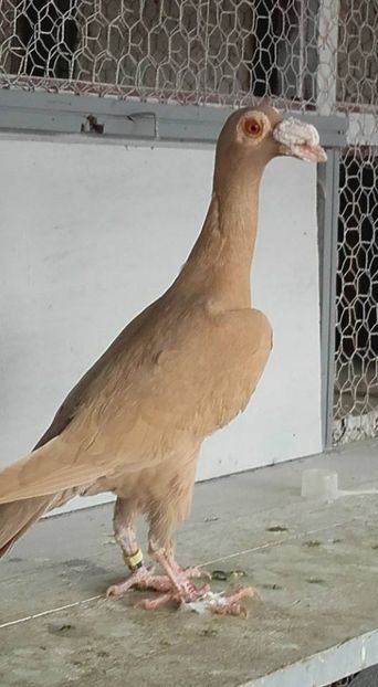 pui iunie - Carrier 2017 matca