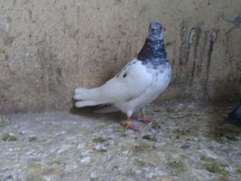  - Zburatori de Budapesta