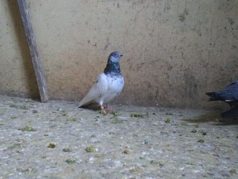  - Zburatori de Budapesta