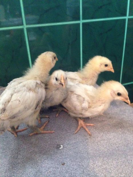  - pui wyandotte si australop 2017