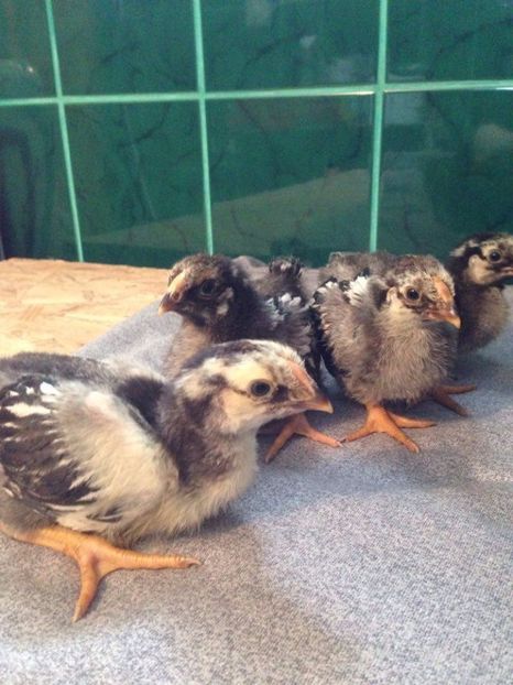 16780658_1342589809130731_344611066_n (1) - pui wyandotte si australop 2017