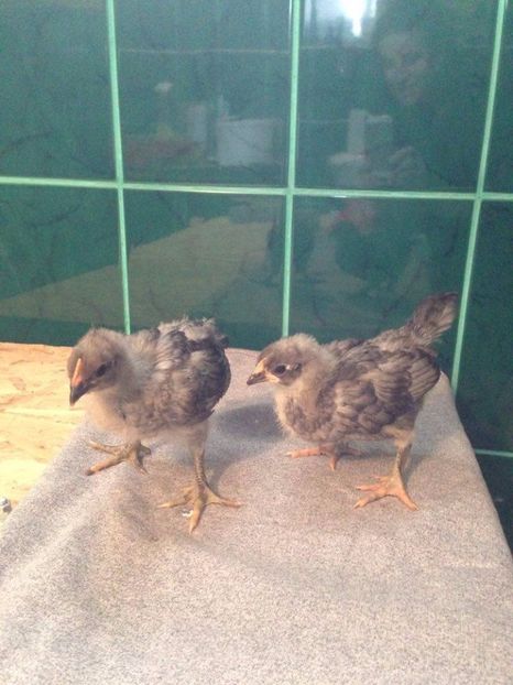  - pui wyandotte si australop 2017