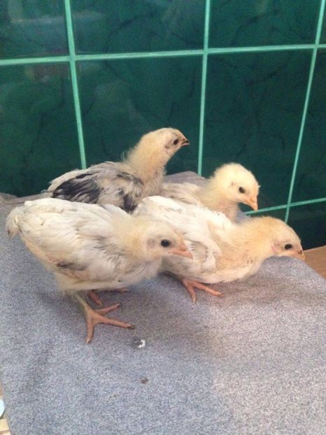  - pui wyandotte si australop 2017