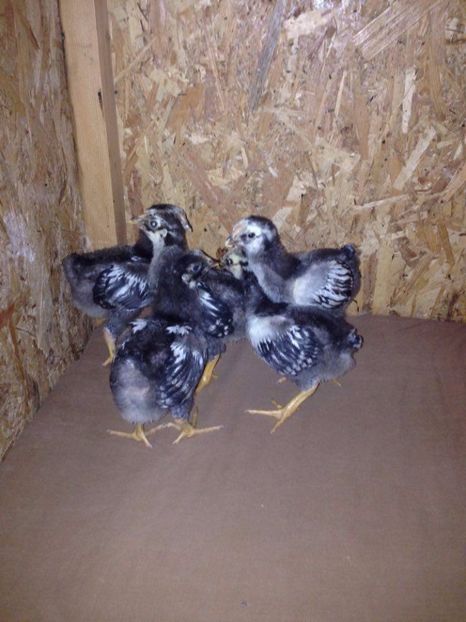  - pui wyandotte si australop 2017