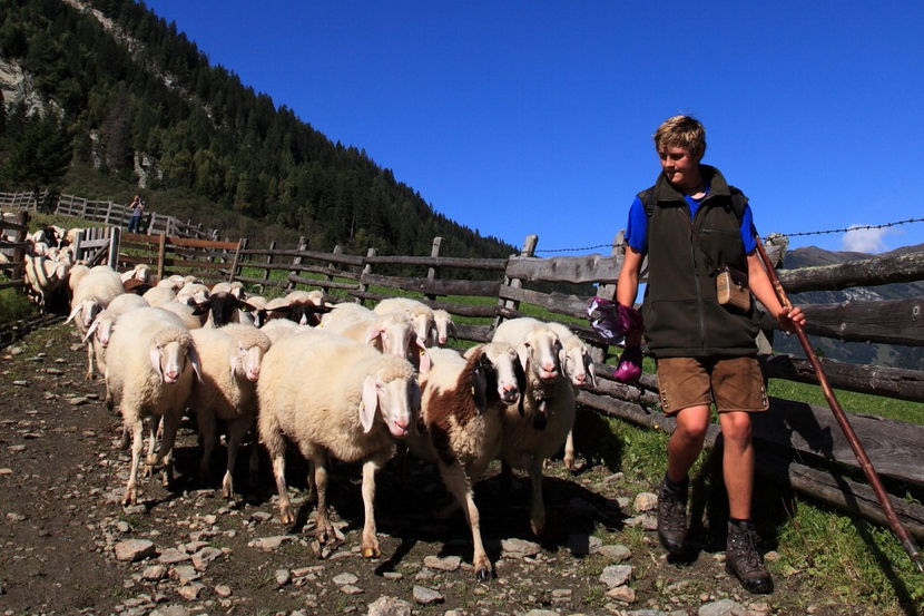 Oitele Bergschaf frumoase - Rase de oi si capre poze deosebite 13
