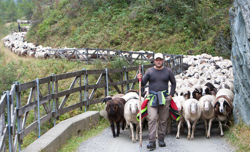 Vine si turma da - Rase de oi si capre poze deosebite 13