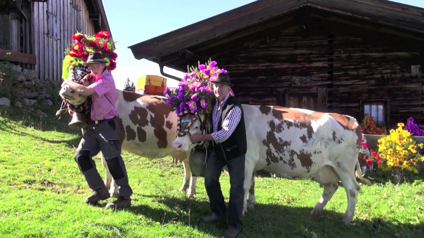 Batranii cu vacutele lor - RASE DE VACI FRUMOASE-2